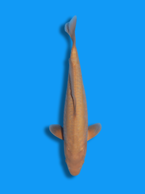 Doitsu Chagoi | Koi&Co.